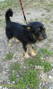 max.jpg